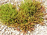 Sedum sexangulare (fam Crassulacees) (Europe) (1) (Photo F. Mrugala)